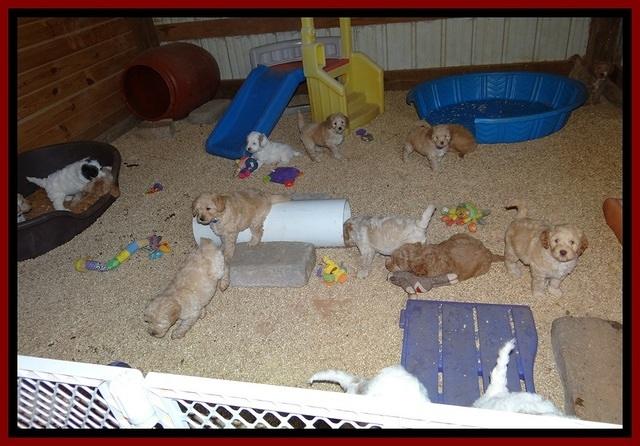 ST pups 7 wks old 1200