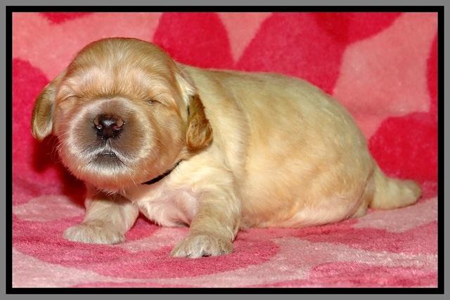 SK pups 2 wks old 25