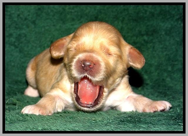 ST pups 1 wk old 30