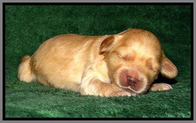 ST pups 1 wk old 31