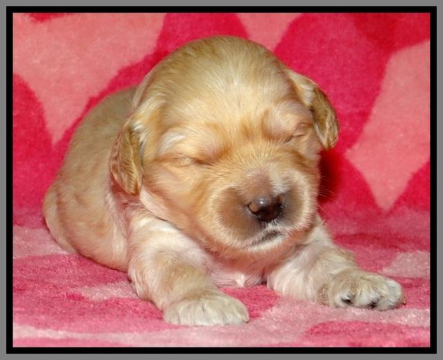 ST pups 2 wks old 21