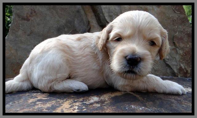 ST pups 3 wks old 40