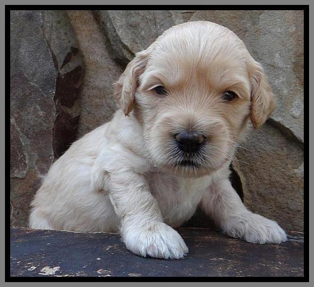 ST pups 3 wks old 41