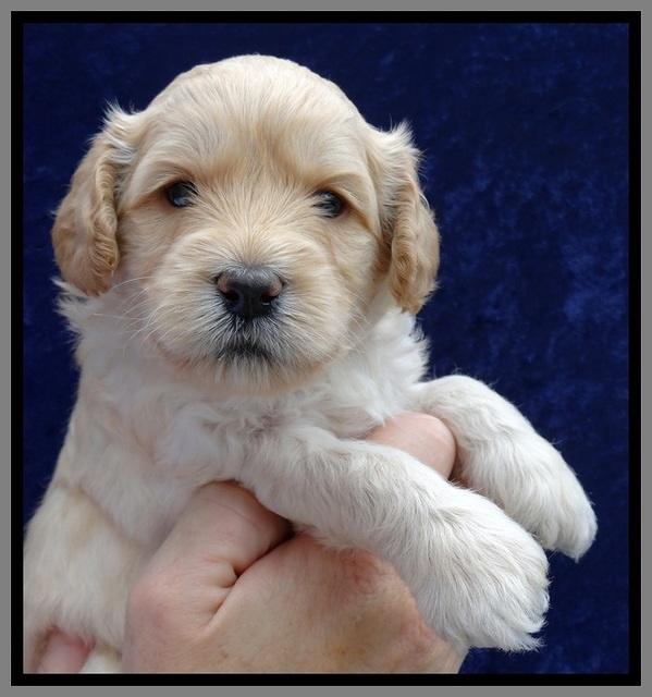 ST pups 4 wks old 22