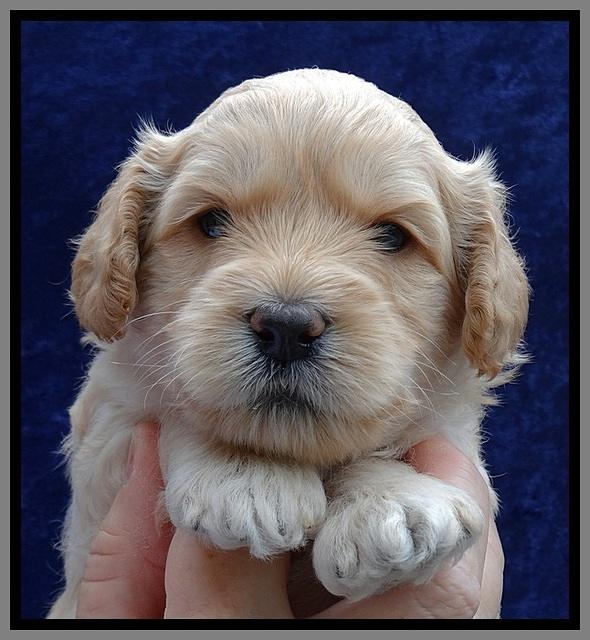 ST pups 4 wks old 23