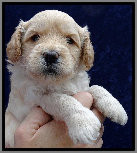 ST pups 4 wks old 24