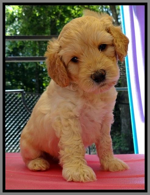 ST pups 5 wks old 19