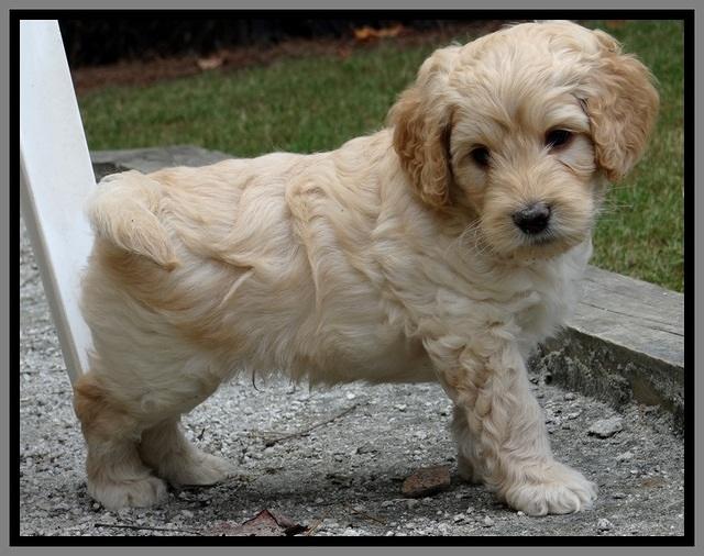 ST pups 6 wks old 10 (2)