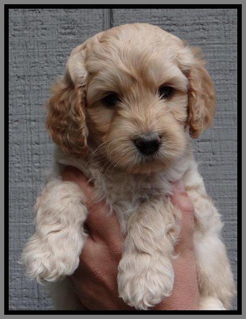 ST pups 6 wks old 2