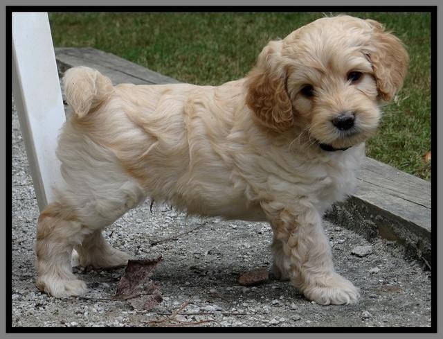 ST pups 6 wks old 4 (2)