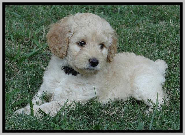 ST pups 7 wks old 10100