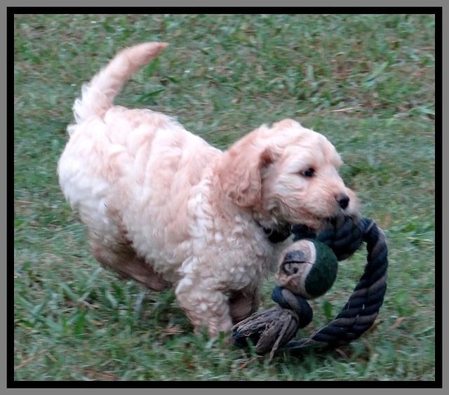 ST pups 7 wks old 17200