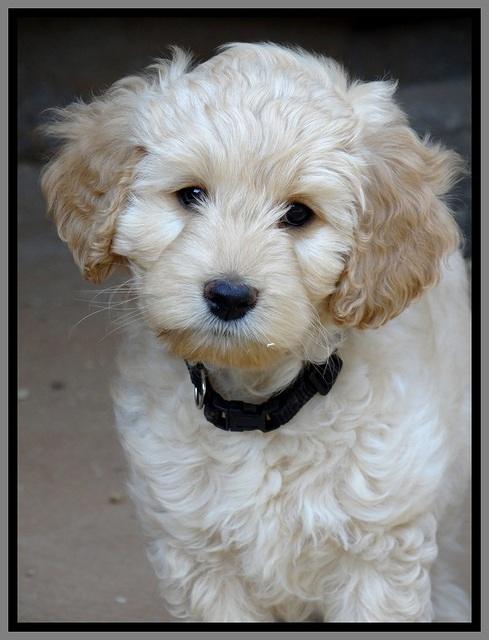 ST pups 7.5 wks old 2