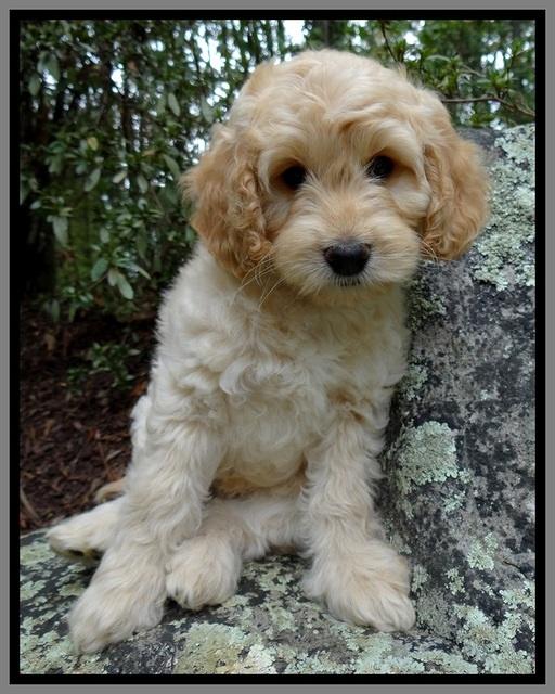 ST pups 8 wks old 16500