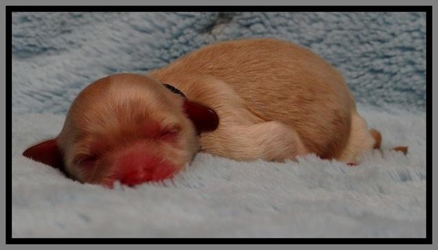 St pups 1 day old 17