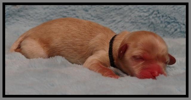 St pups 1 day old 18