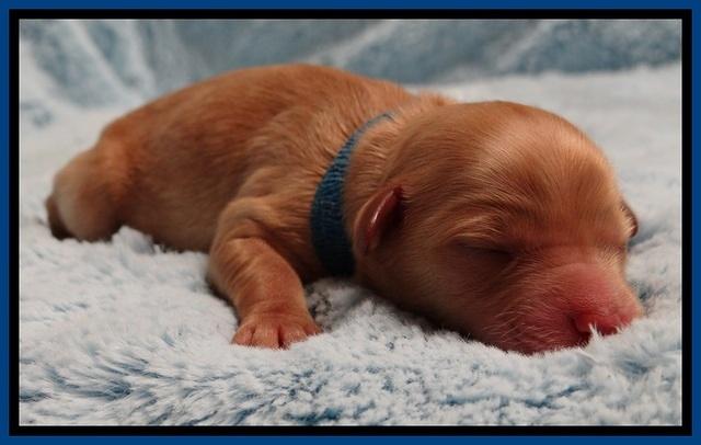 ST pups 1 day old 12