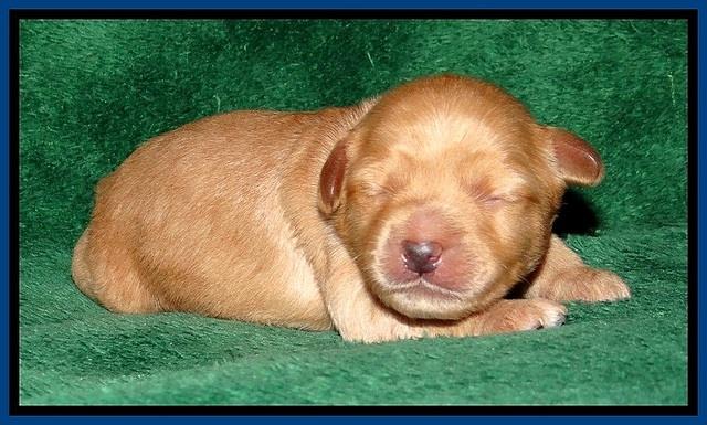 ST pups 1 wk old 15