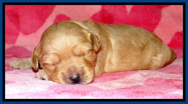 ST pups 2 wks old 6