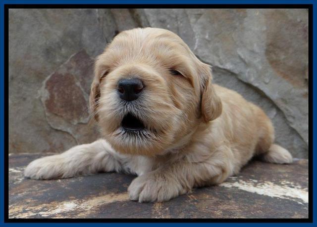 ST pups 3 wks old 5
