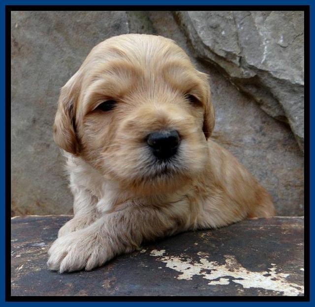 ST pups 3 wks old 6