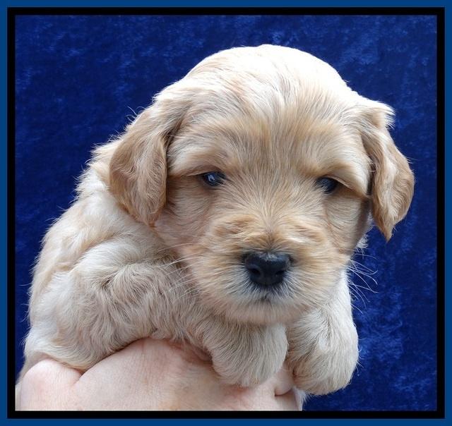 ST pups 4 wks old 6