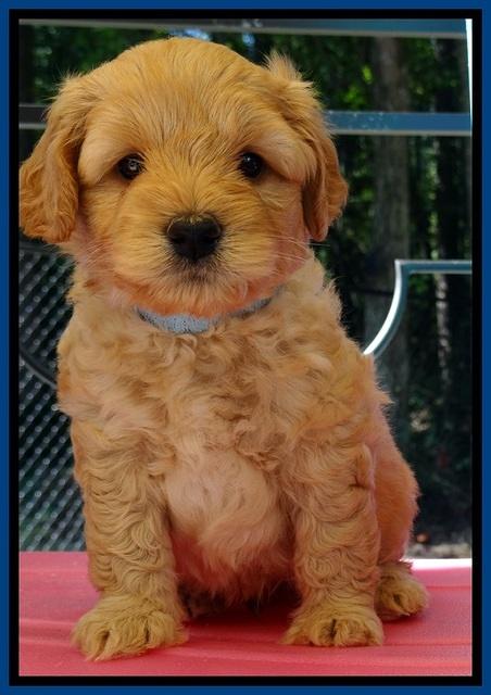 ST pups 5 wks old 4