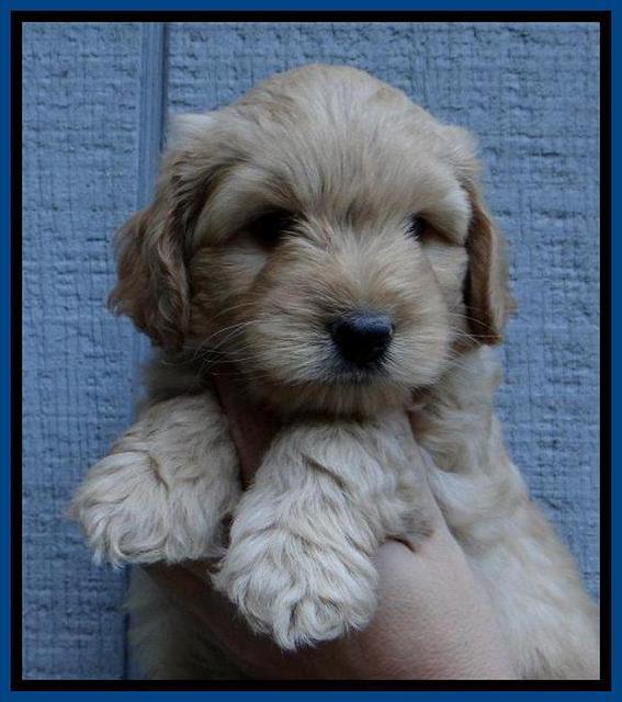 ST pups 6 wks old 26