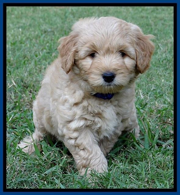 ST pups 7 wks old 22100