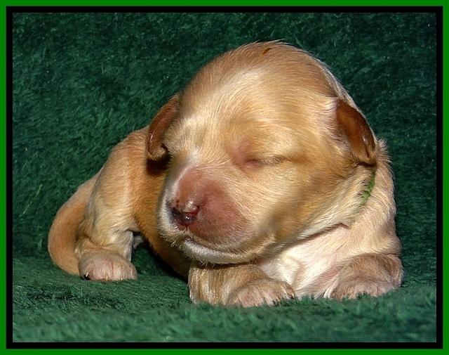 ST pups 1 wk old 23