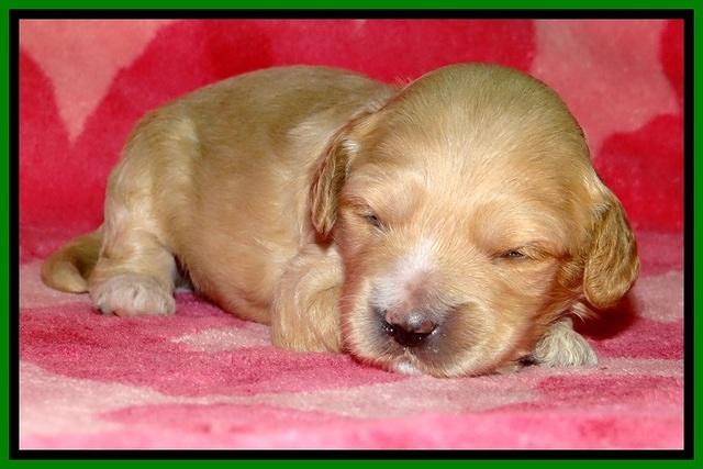 ST pups 1 wk old 33