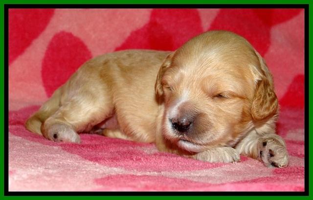 ST pups 2 wks old 13