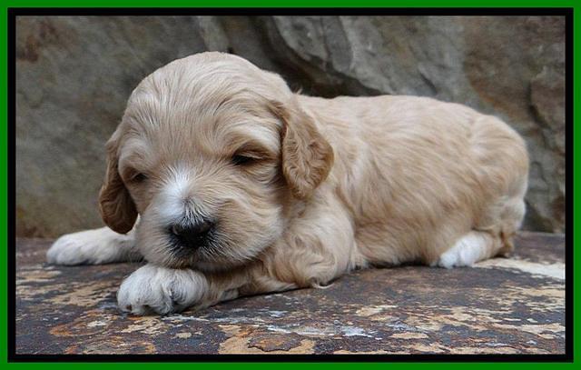 ST pups 3 wks old 14