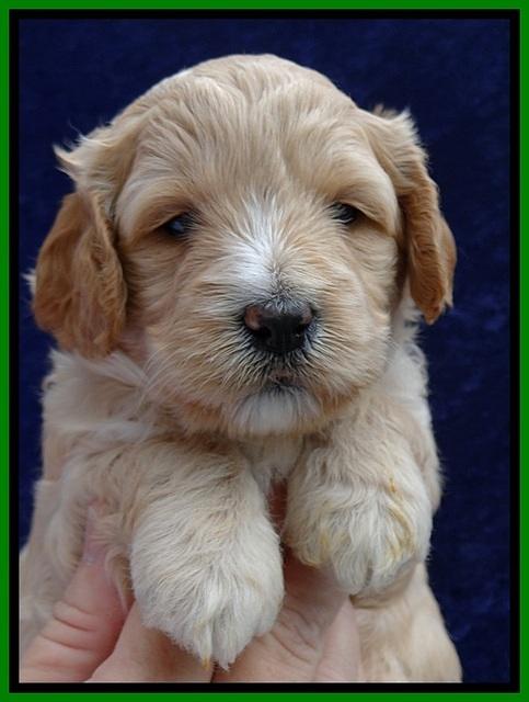 ST pups 4 wks old 15