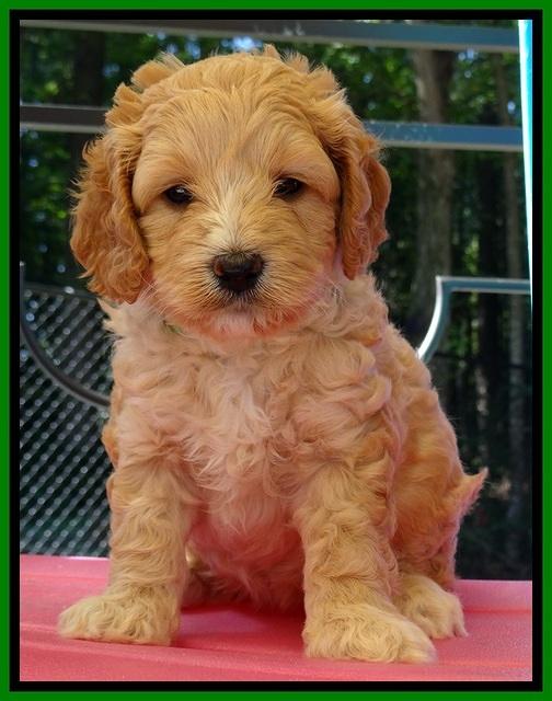 ST pups 5 wks old 11