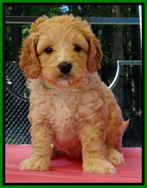ST pups 5 wks old 12