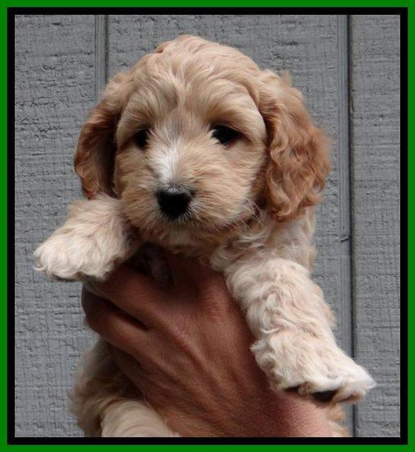 ST pups 6 wks old 6