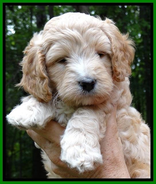 ST pups 6 wks old faces 261