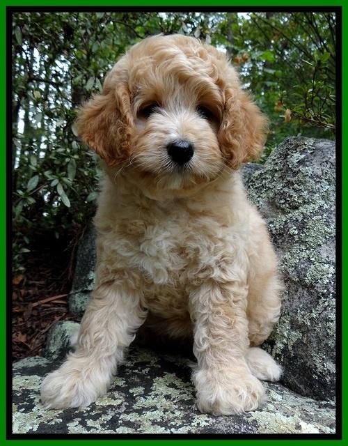 ST pups 8 wks old 1500