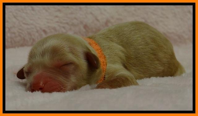 ST pups 1 day old 10