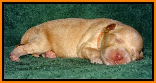 ST pups 1 wk old 28