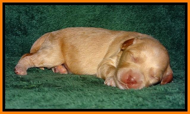 ST pups 1 wk old 29