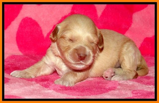 ST pups 2 wks old 19