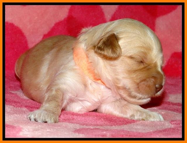 ST pups 2 wks old 20