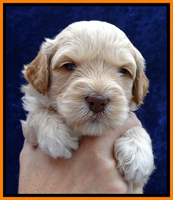 ST pups 4 wks old 19