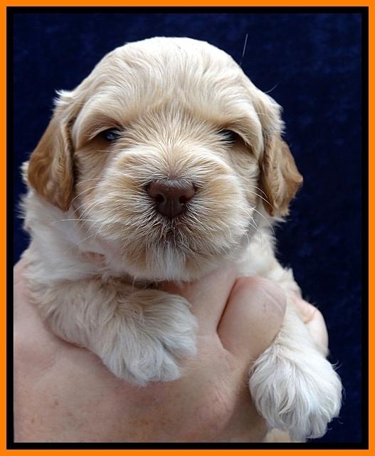 ST pups 4 wks old 20