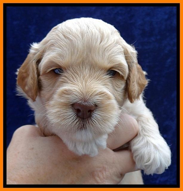 ST pups 4 wks old 21