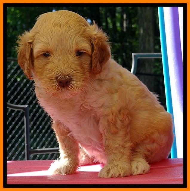 ST pups 5 wks old 17