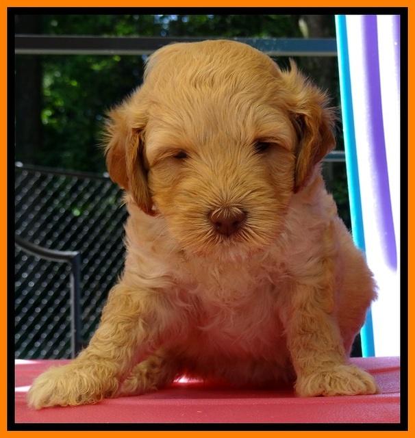 ST pups 5 wks old 18