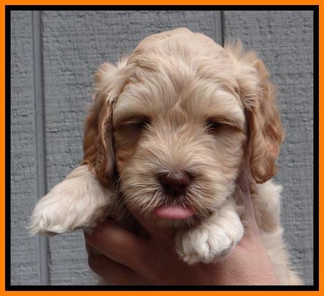 ST pups 6 wks old 12